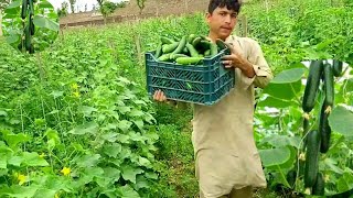 vertical farming  Cucumber farming  keere ki kheti  trellis for climbing plants  Intercropping [upl. by Aciamaj]