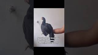 For sale parrot beak Aseel youtube chicken aseeldesimurgifreerangefarm youtubeshortsviralshort [upl. by Cinimod]