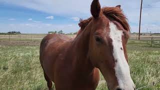 Come Visit Claresholm Alberta [upl. by Romonda]