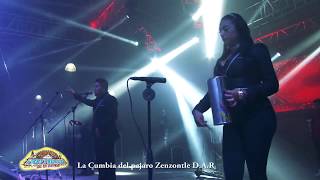 Nery Pedraza y los Guaraperos de la Cumbia 💥 Cumbia del Pájaro Cenzontle [upl. by Ainotal]