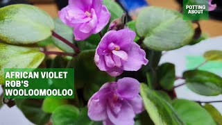 African Violet Trailer Robs Wooloomooloo Semimini trailer [upl. by Olracnaig]