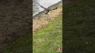 🦅🐍 INSANE Osprey Rescue PART 3 of 3 😳 [upl. by Asirehc]