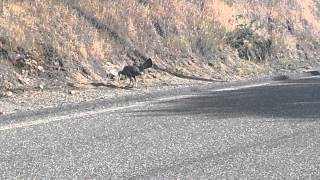 Amazing fight crazy wild turkey vs snake [upl. by Pritchard]