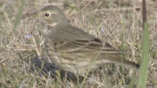 American Pipit [upl. by Helfant]