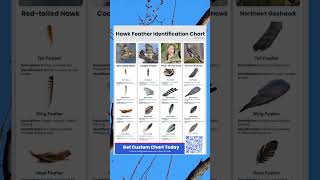 Hawk Feather Identification Chart Spot and Identify Every Feather [upl. by Danaher]