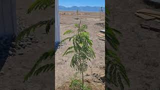 Planting a Mimosa Tree desert nevada desertliving deserthomestead highdesertliving tree [upl. by Ramak811]