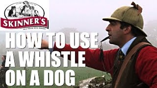 Gundog training tips  how to use the whistle [upl. by Eelame699]