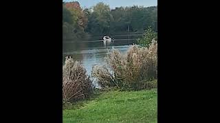 Netting at Baden Hall fishery Middle Pool [upl. by Alcus]