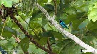 Turquoise Cotinga Cotinga ridwayi in Costa Rica [upl. by Ahsikan312]