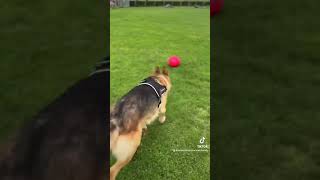 Soccer crazy dog 😆 🤣 😂 😹 trynottolaugh funnyshorts funnydogvideos [upl. by Lepine]