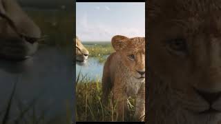 Simba movie trailer [upl. by Nuri]