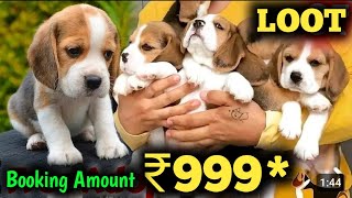 Beagle Puppies 🤩 Very Low Price  Best Family Dog  Cheapest Dog Market  Beagle Dogs ❣️ [upl. by Analed]