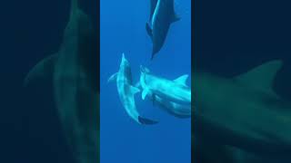 httpslovinadolphinexplorecom lovina dolphin explore North Bali Indonesia [upl. by Finah]