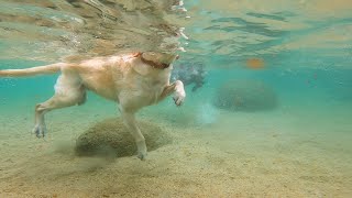 How Labradors Swim Underwater [upl. by Fianna]