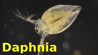 Daphnia [upl. by Ytirahs102]