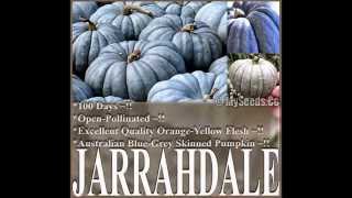 Jarrahdale Blue Pumpkin Cucurbita maxima Seeds SEEDS on wwwMySeedsCo [upl. by Hortense]