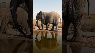 Elephant in Etosha National Park Namibia [upl. by Saucy]