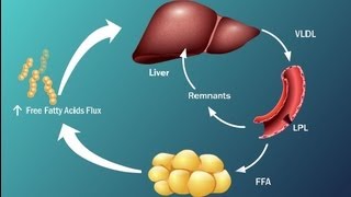 Fatty Acids and Disease in Type 2 Diabetes [upl. by Gnaw]