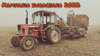 Kopanie buraka cukrowego 2022  MTZ 82 Neptun agromet famarol Słupsk  Oshee Tv [upl. by Boutis322]