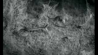 Highspeed  Mohave Rattlesnake strike missing a kangaroo rat [upl. by Eatnohs]