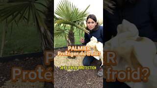 Comment hiverner un palmier jardin arbre palmier palmeiras tree froid hiver protection gel [upl. by Zeus]