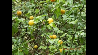 Flying Dragon Trifoliate Orange [upl. by Zeba802]