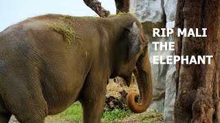 MANILA ZOO Walking Tour 4K  Rest In Peace MALI THE ELEPHANT 19742023  Vishwa Maali [upl. by Alinna]