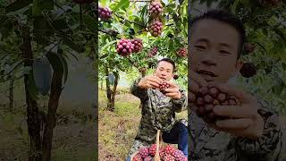 Awesome Kadsura Coccinea picking test 😄Happy Village Harvest Season [upl. by Eluk832]