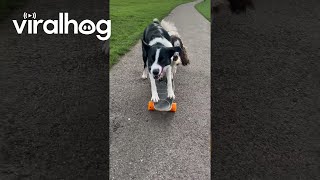 Dogs Share A Skateboard Ride  ViralHog [upl. by Joe]