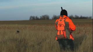 Kansas Pheasant Hunting  Hunt Highlight Reel [upl. by Wilber]