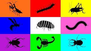 Insect Pill Bug Grasshopper Mantis Caterpillar Milipede Beetle Scorpion Wasp Leafbug [upl. by Adnilemreh756]