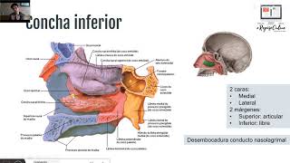 Osteología de Cabeza y Cuello [upl. by Solon]