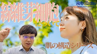 肌の構造シリーズ｜線維芽細胞について [upl. by Mayhew]