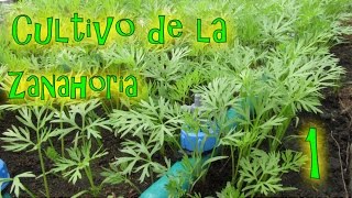 Cultivo de la Zanahoria 1º Parte  México Verde [upl. by Haem]