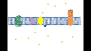 Cyclic Photophosphorylation [upl. by Edroi]