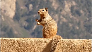 Rock Squirrel  Behavior and Alarm Call [upl. by Laniger]