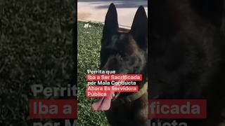 Perrita que iba a ser sacrificada por mala conducta ahora es servidora pública  N Shorts [upl. by Ahrat]