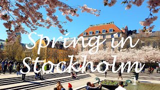 Cherry Blossoms of Kungstradgarden Stockholm 4K [upl. by Leavy]