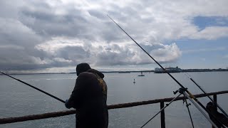 Spring Species Chase Holyhead Breakwater North Wales [upl. by Walston562]