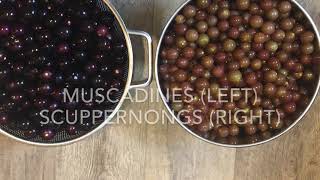 Making Muscadine And Scuppernong Jelly [upl. by Terrell]