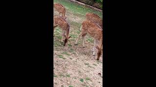 Deer forest Sri Lanka [upl. by Harriman]