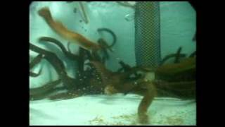 Sea lamprey panic response  underwater view [upl. by Gonzales]