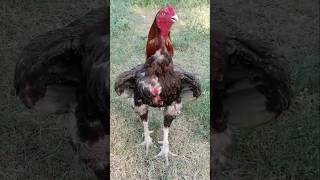 MashaAllah aseel breed chek itshortvideo viralreel birds aseelmurga [upl. by Puri]