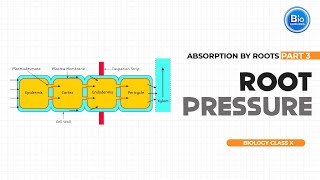 Root pressure  Absorption by Roots  Biology Class X  BioSimplified [upl. by Kenway]