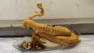 Making the Pharaohs Serpent [upl. by Medin973]