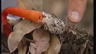 Stinkhorn fungus  Burkes Backyard [upl. by Ariahay]