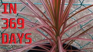 How to grow Dracaena Marginata Tricolor from cuttings [upl. by Sivia639]