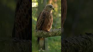 This juvenile red kite is getting its adult grey head plumage 🦅 [upl. by Polinski]