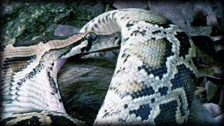 Python eats Rat 09  Music Video  Dangerous Animals [upl. by Oretos]