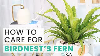 BEST TIPS  HOW TO CARE FOR BIRDS NEST FERN  ASPLENIUM NIDUS CARE GUIDE [upl. by Nylcsoj]